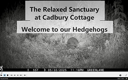 The Relaxed Sanctuary at Cadbury Cottage
